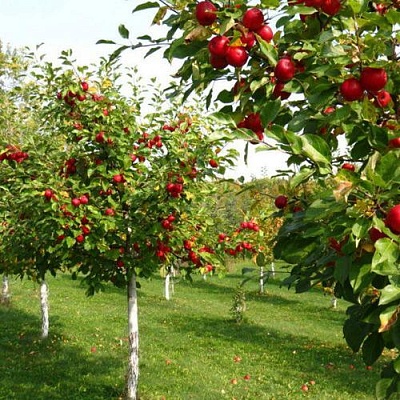 Плодовые деревья в Хабаровске