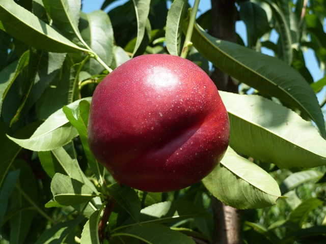 плоды нектарина