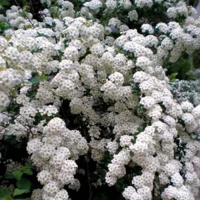 саженцы спиреи вангутта