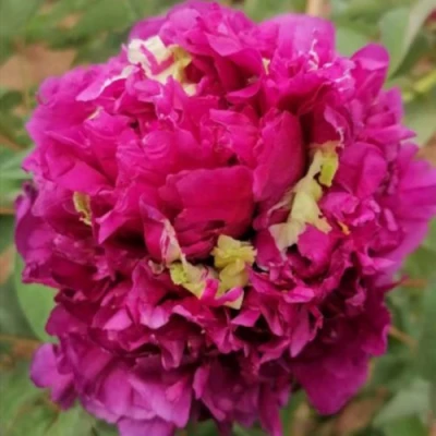 Пион ПОЛЕТ ЛАСТОЧКИ древовидный в Хабаровске