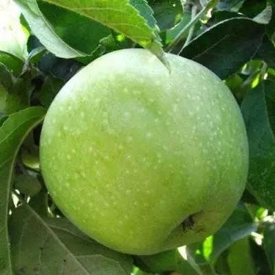 Яблоня РЕНЕТ СИМИРЕНКО в Хабаровске