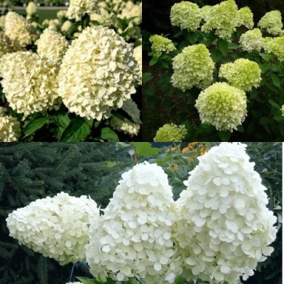 Комплект НЕЖНЫЙ КАПУЧИНО в Хабаровске