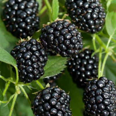 Ежевика АГАВАМ в Хабаровске