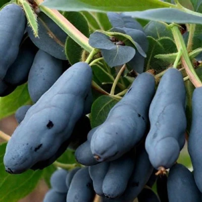 саженцы жимолости сильгинка