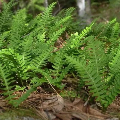 Многоножка обыкновенная в Хабаровске
