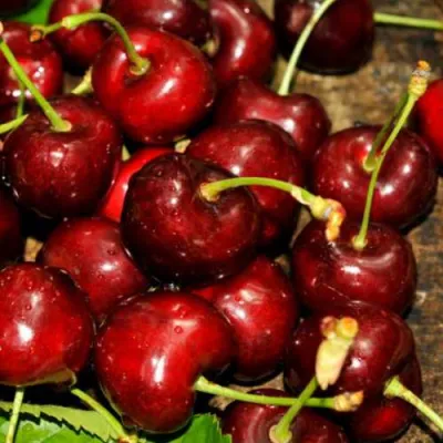 Черешня САММИТ в Хабаровске