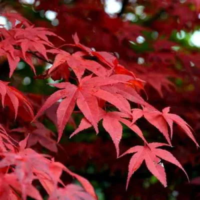 Клен гиннала  в Хабаровске