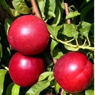 Нектарин ХАРКО в Хабаровске