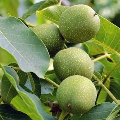 Грецкий орех ПРЕЗИДЕНТ в Хабаровске