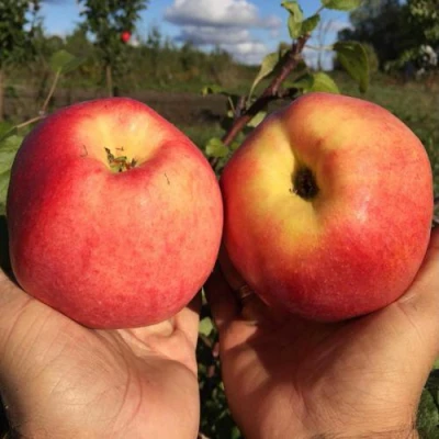 Яблоня КОВРОВОЕ стелющаяся в Хабаровске