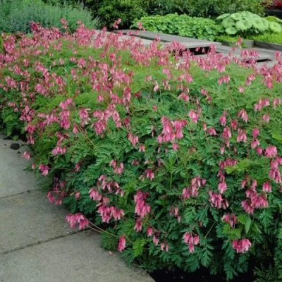 Дицентра изящная в Хабаровске