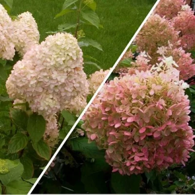 Комплект НЕЖНЫЕ ЧУВСТВА в Хабаровске