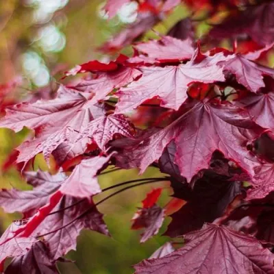 Клен РОЯЛ РЕД остролистный в Хабаровске