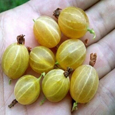Крыжовник ЯРОВОЙ в Хабаровске