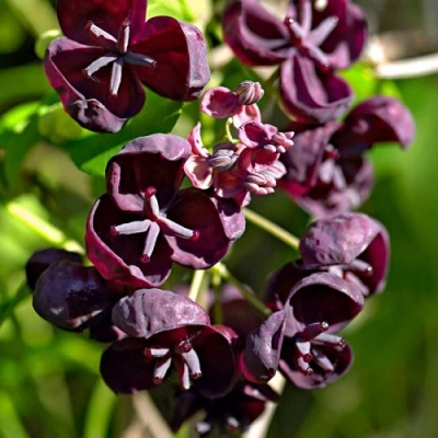 Акебия ПЯТЁРНАЯ  в Хабаровске