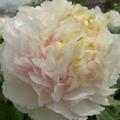 Пион ЗОЛОТОЙ ИЗУМРУД древовидный в Хабаровске