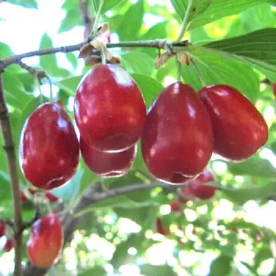 Кизил ЛУКЬЯНОВСКИЙ в Хабаровске