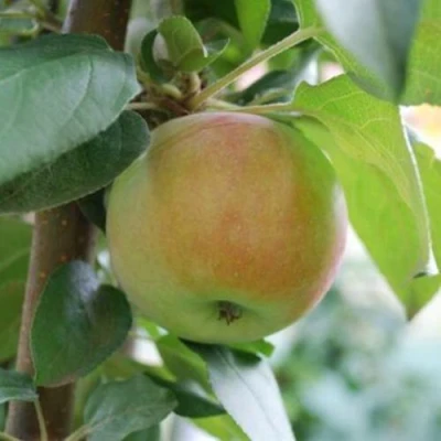 Яблоня ПОДСНЕЖНИК стелющаяся в Хабаровске