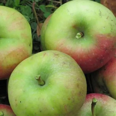 Яблоня ПАМЯТЬ СИКОРЫ в Хабаровске