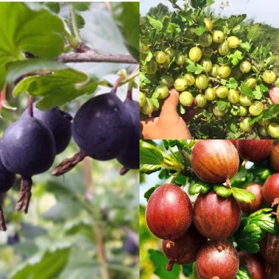 Комплект КРЫЖОВНИК MIX в Хабаровске