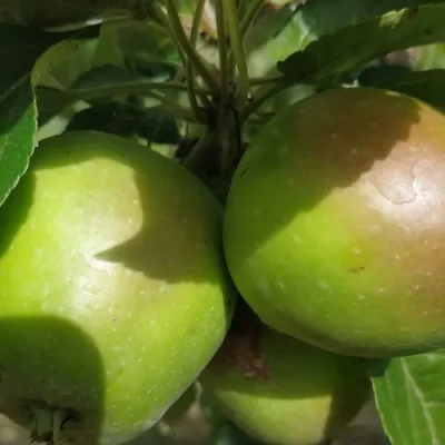 Яблоня ПАМЯТЬ СИКОРЫ в Хабаровске