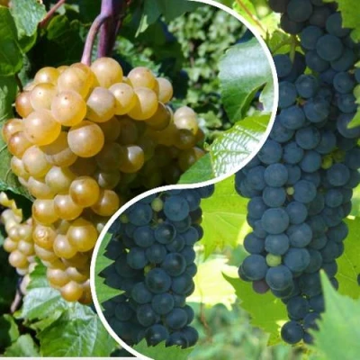 Комплект ИНЬ-ЯНЬ в Хабаровске