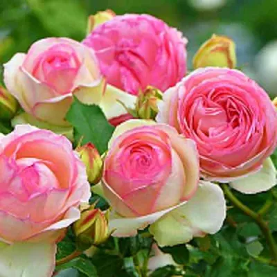 Роза ПЬЕР ДЕ РОНСАР плетистая в Хабаровске