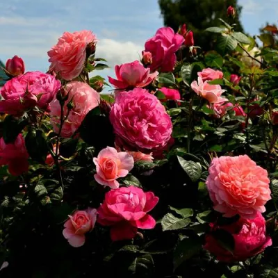 Роза ОЛЬГА шраб в Хабаровске