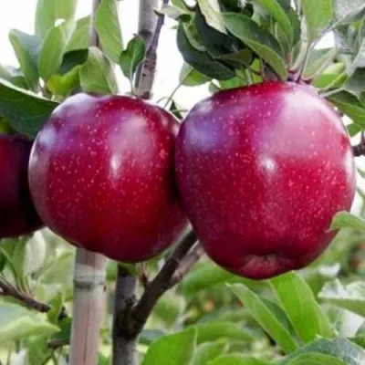 Яблоня РЕД ДЕЛИШЕС в Хабаровске