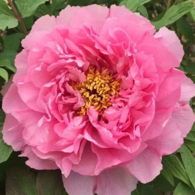 Пион РОЗОВЫЙ ЛОТОС древовидный в Хабаровске