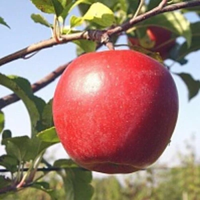 Яблоня ЛИГОЛ в Хабаровске