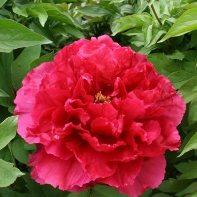 Пион АРОМАТНОЕ ВОСПОМИНАНИЕ древовидный в Хабаровске