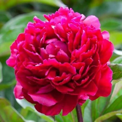 Пион МАДАМ ГОДИШО травянистый в Хабаровске