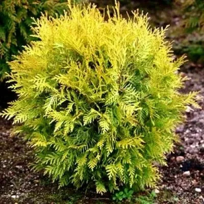 Туя ГЛОБОЗА АУРЕА западная в Хабаровске