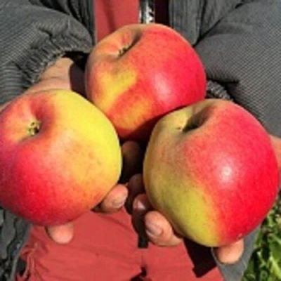 Яблоня СОКОЛОВСКОЕ стелющаяся в Хабаровске