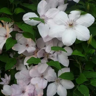 Клематис ИОАНН ПАВЕЛ 2 в Хабаровске