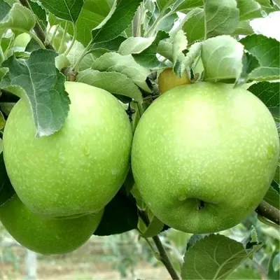 Яблоня РЕНЕТ СИМИРЕНКО в Хабаровске