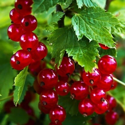 Смородина красная РОЛАН в Хабаровске