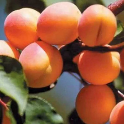 Абрикос УЛЬЯНИХИНСКИЙ в Хабаровске