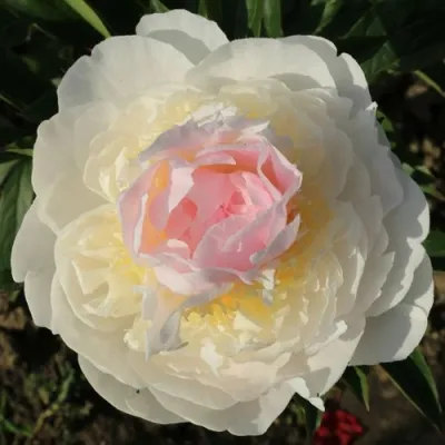 Пион БЛАШ КВИН травянистый в Хабаровске