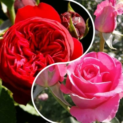 Комплект РОМАНТИЧЕСКИЙ БУКЕТ в Хабаровске