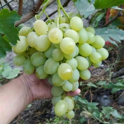 Виноград ВАНЮША в Хабаровске