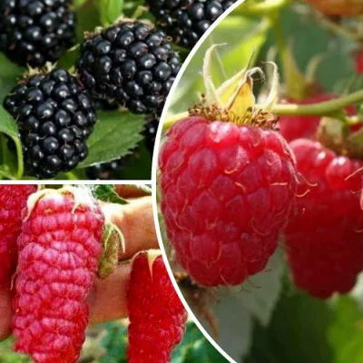 Комплект ЯГОДНЫЙ МИКС в Хабаровске