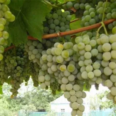 Виноград АНАНАСНЫЙ РАННИЙ в Хабаровске