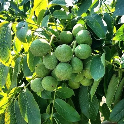 Грецкий орех  ИЗЯЩНЫЙ в Хабаровске