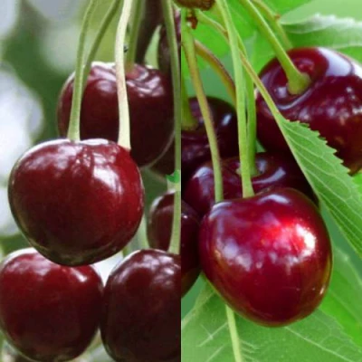 Комплект ВИШНЕВЫЙ ТАНДЕМ в Хабаровске