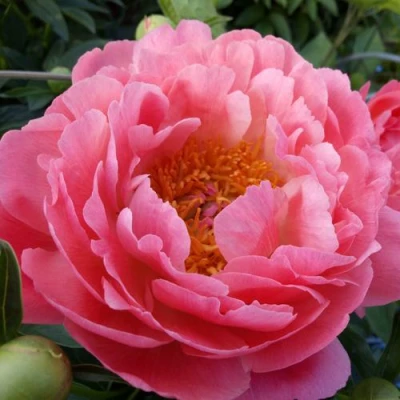 Пион КОРАЛ САНСЕТ травянистый в Хабаровске