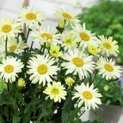 Нивяник БРОДВЕЙ ЛАЙТС великолепный в Хабаровске
