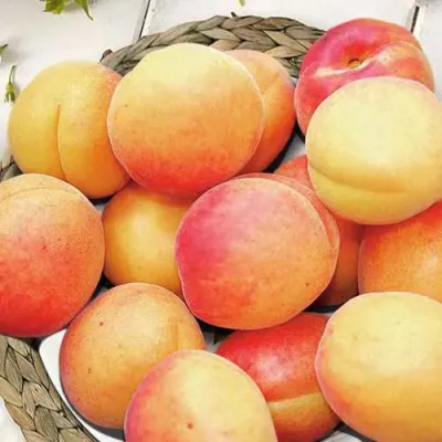 Абрикос УЛЬЯНИХИНСКИЙ в Хабаровске