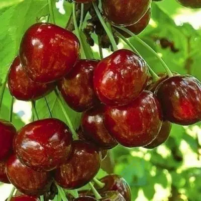 Черешня БУРЛАТ в Хабаровске